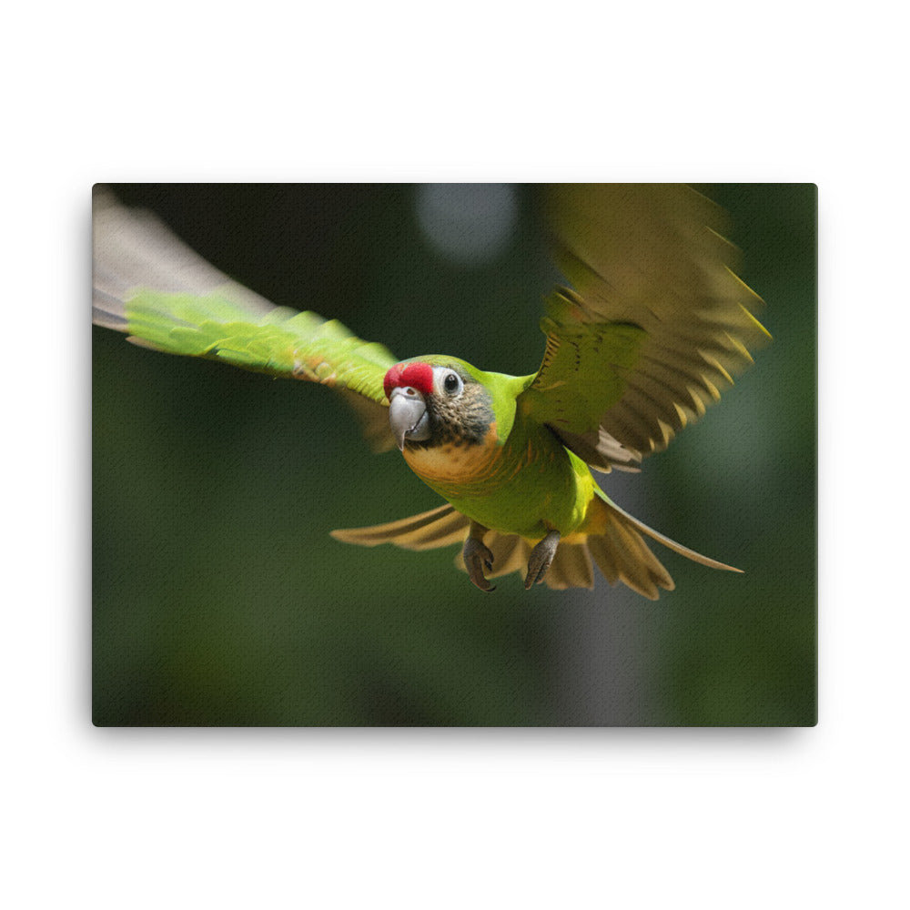 A Conure in mid flight  canvas - Posterfy.AI