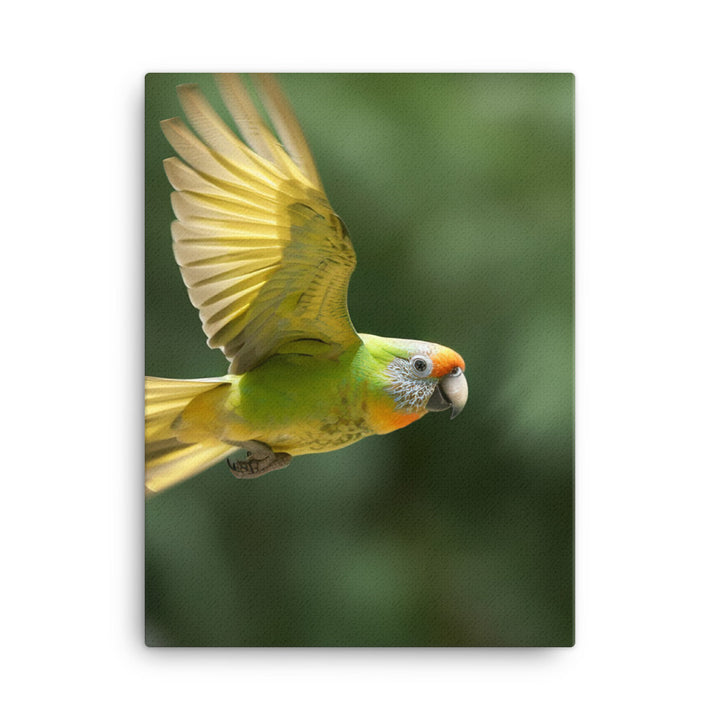 A Conure in mid flight Canvas - PosterfyAI.com