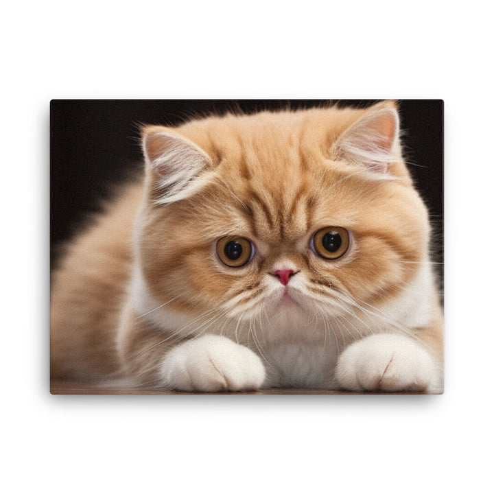 Exotic Shorthair Canvas - PosterfyAI.com