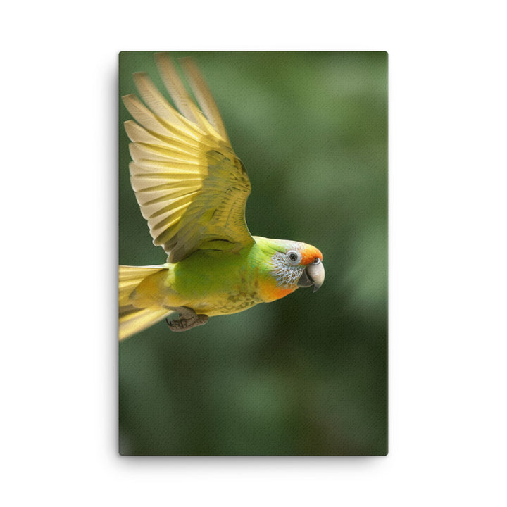 A Conure in mid flight Canvas - PosterfyAI.com