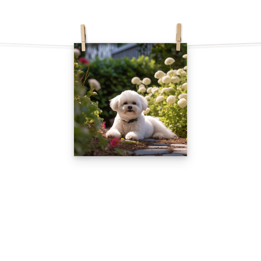 Bichon Frise Photo paper poster - PosterfyAI.com