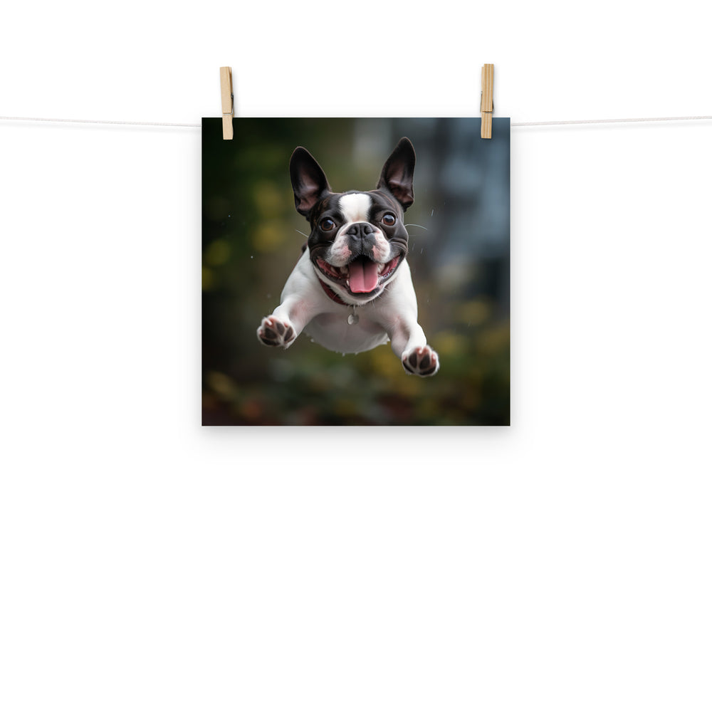 Boston Terrier Photo paper poster - PosterfyAI.com