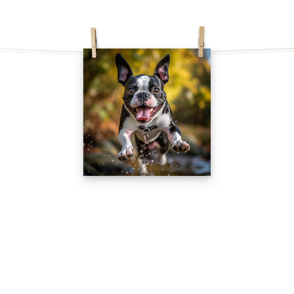 Boston Terrier Photo paper poster - PosterfyAI.com