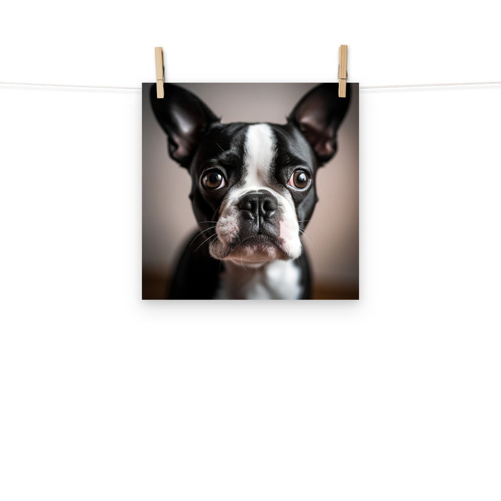 Boston Terrier Photo paper poster - PosterfyAI.com