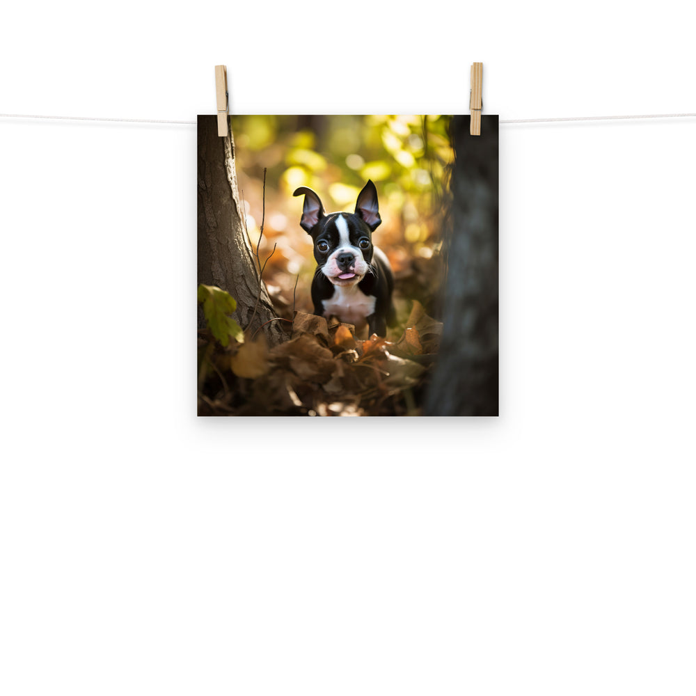 Boston Terrier Photo paper poster - PosterfyAI.com