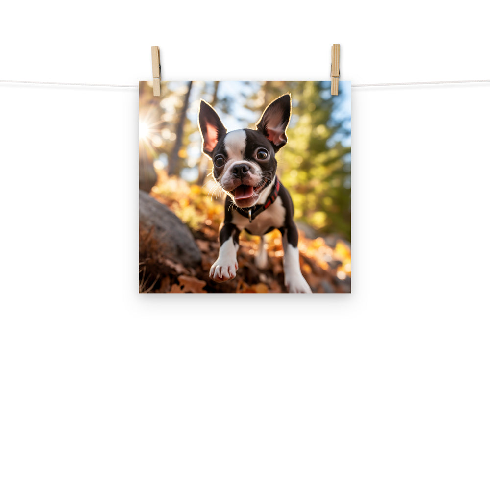 Boston Terrier Photo paper poster - PosterfyAI.com