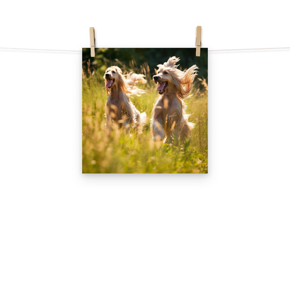 Afghan Hound Photo paper poster - PosterfyAI.com