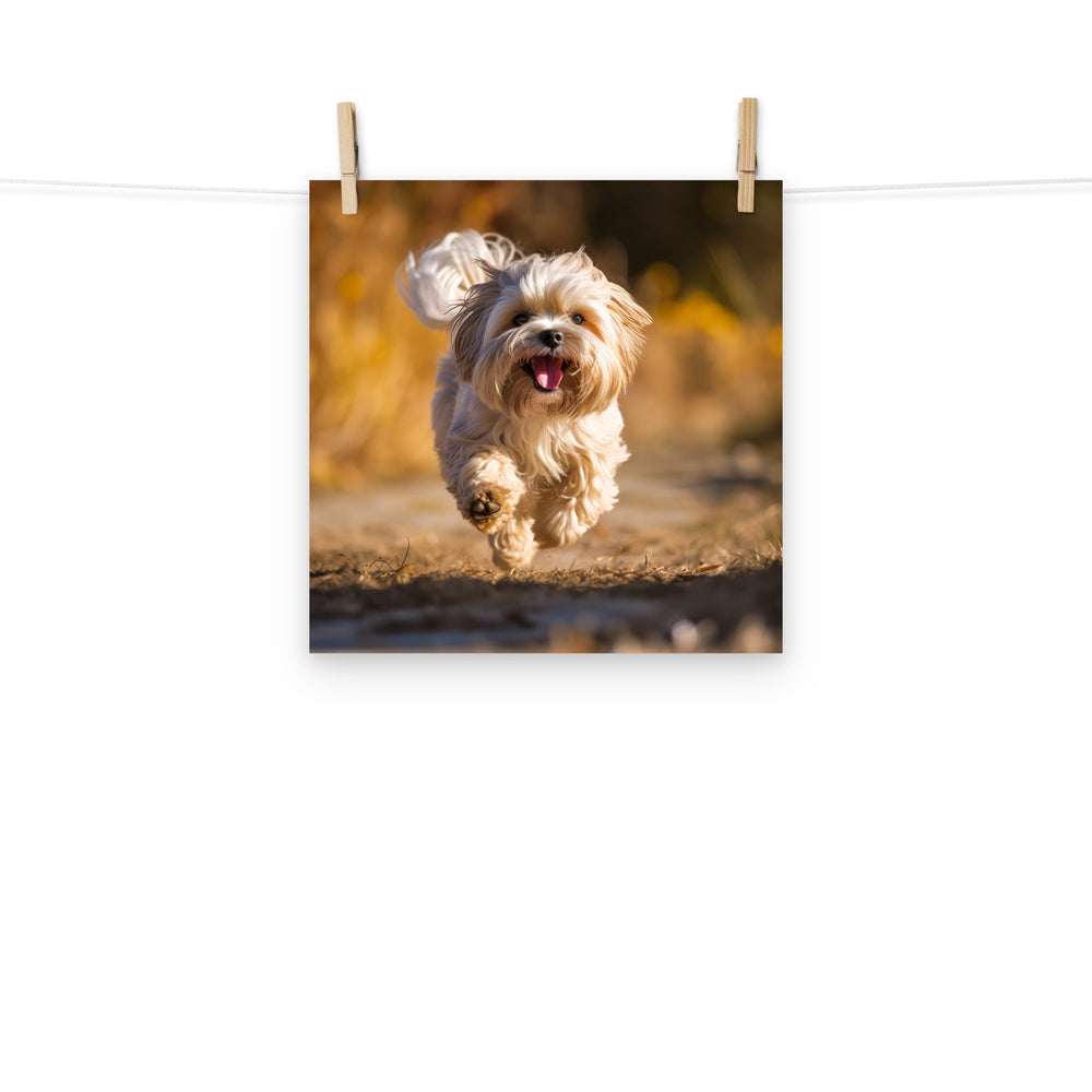 Lhasa Apso Photo paper poster - PosterfyAI.com