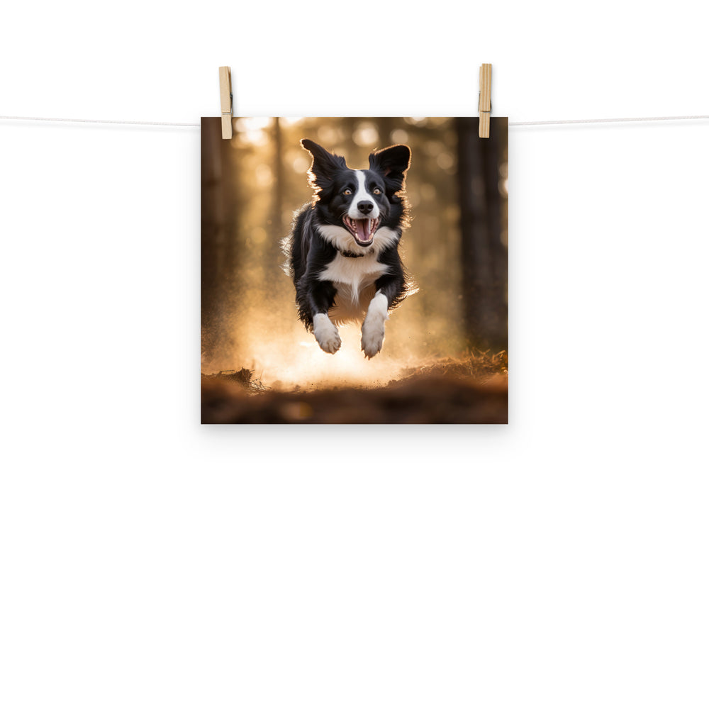 Border Collie Photo paper poster - PosterfyAI.com