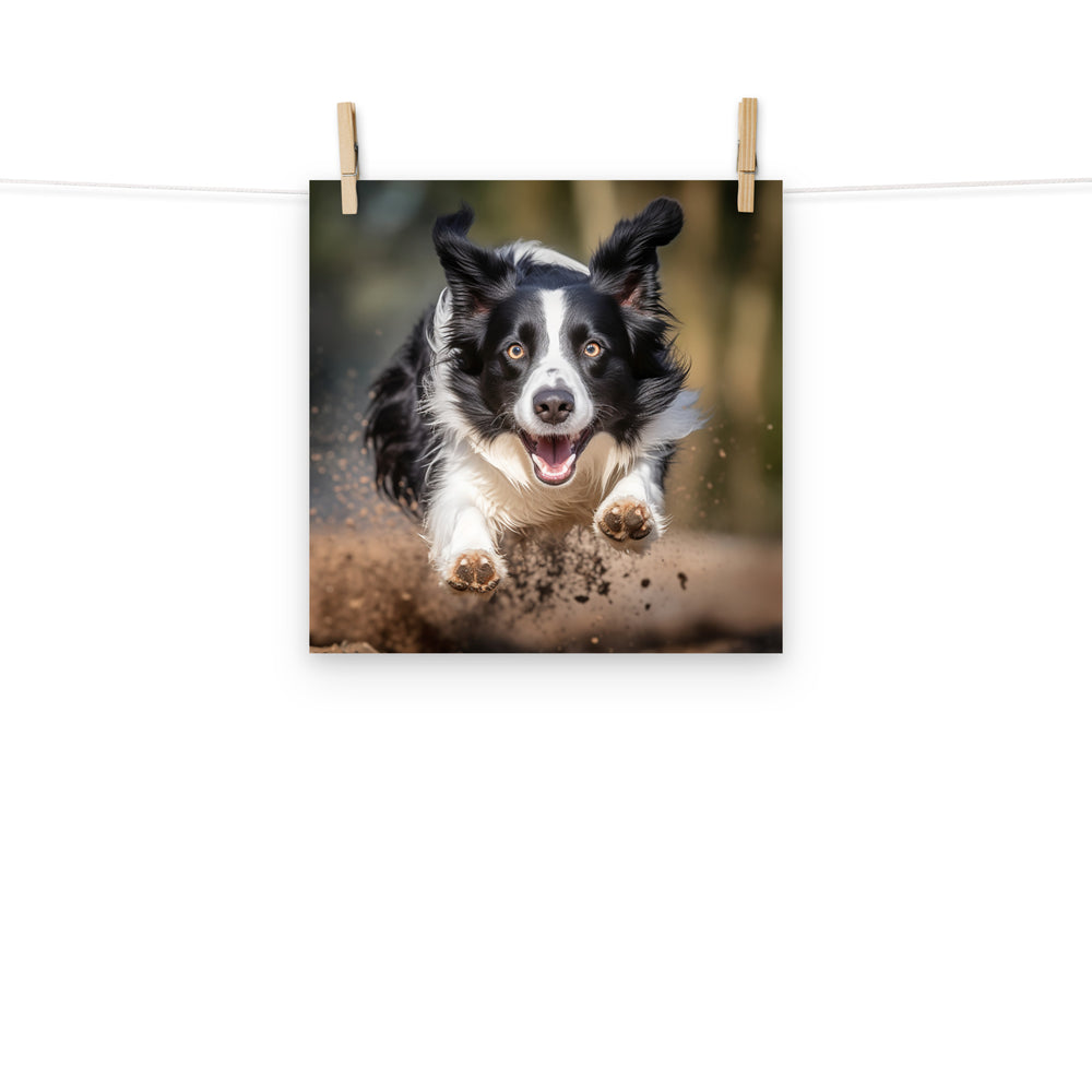 Border Collie Photo paper poster - PosterfyAI.com