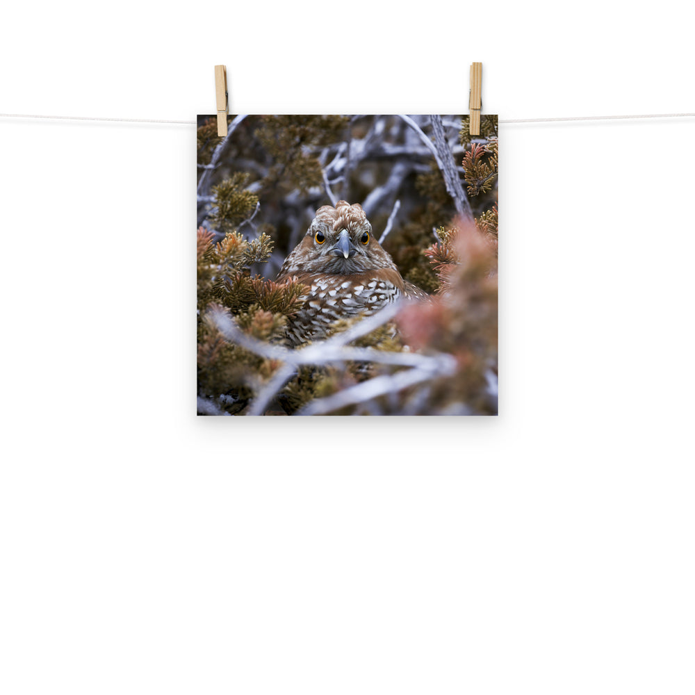 Grouse Photo paper poster - PosterfyAI.com