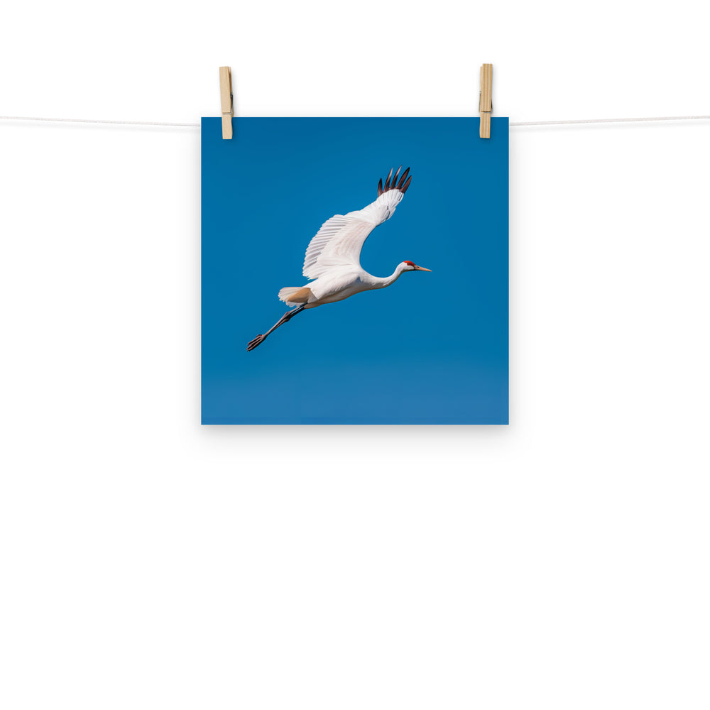 Crane Photo paper poster - PosterfyAI.com