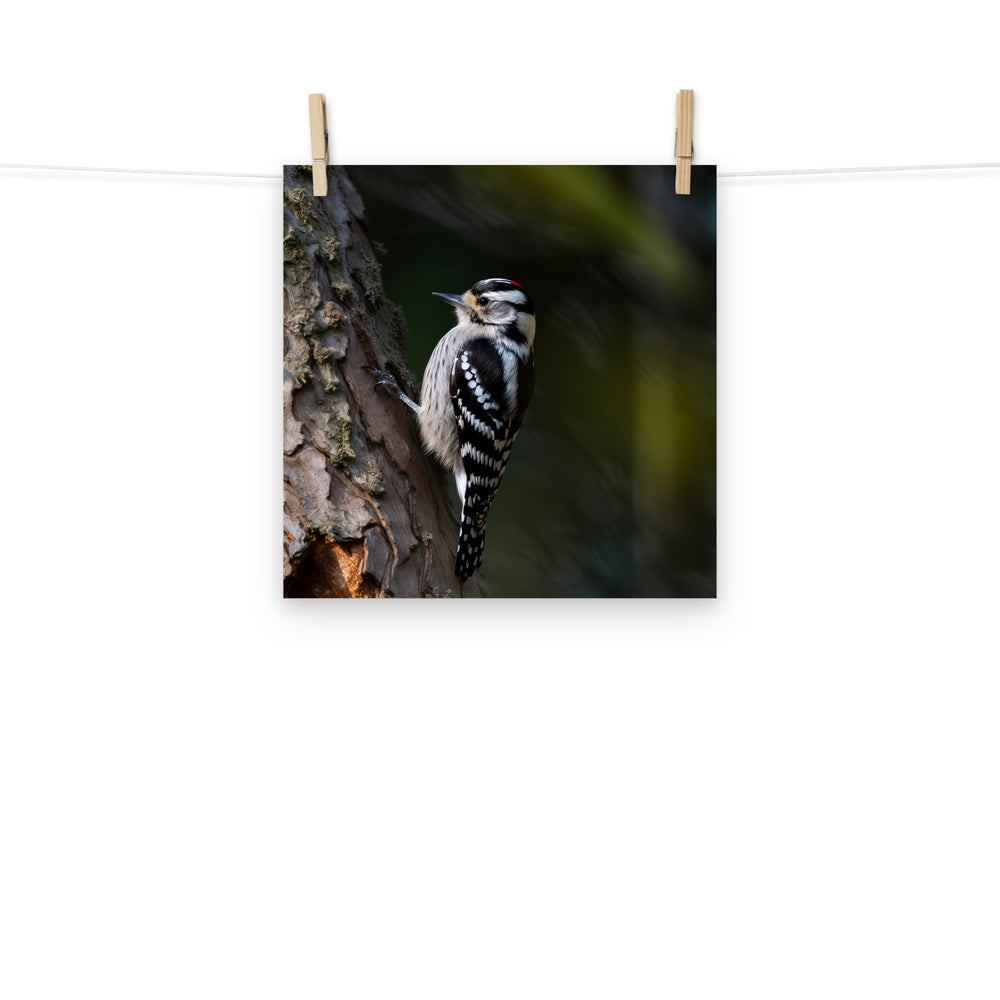 Woodpecker Photo paper poster - PosterfyAI.com