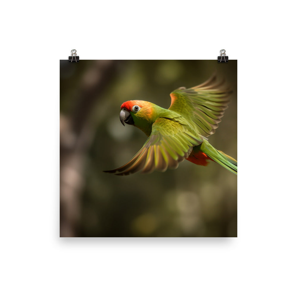 A Conure in mid flight photo paper poster - Posterfy.AI