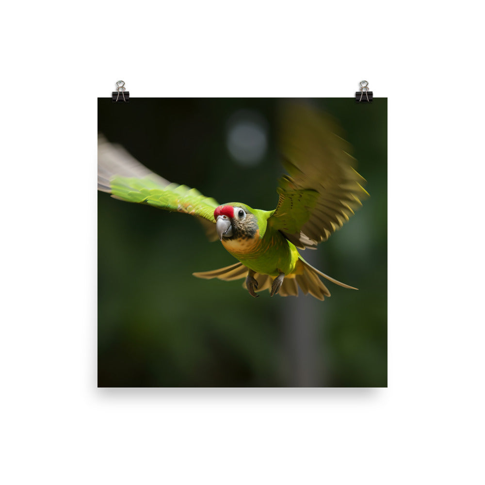 A Conure in mid flight photo paper poster - Posterfy.AI