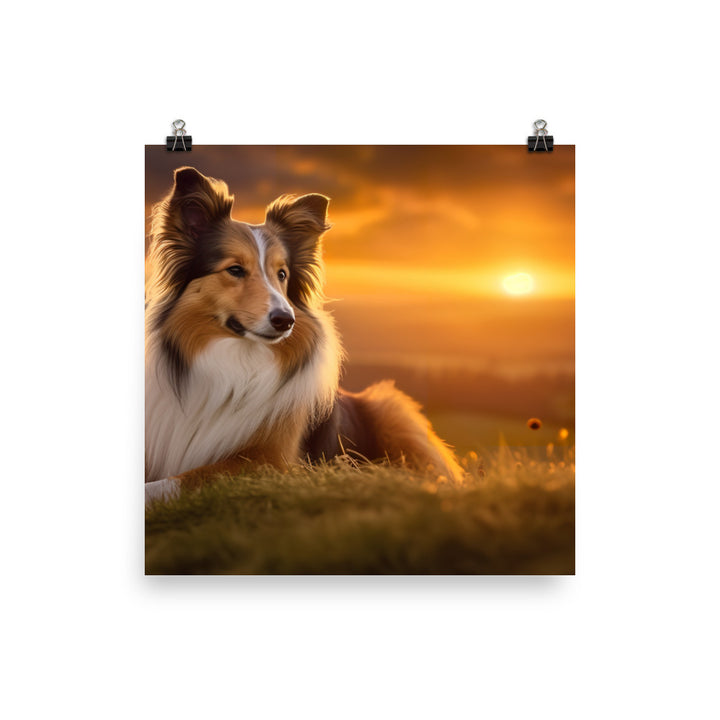 Shetland Sheepdog Watching the Sunset photo paper poster - Posterfy.AI