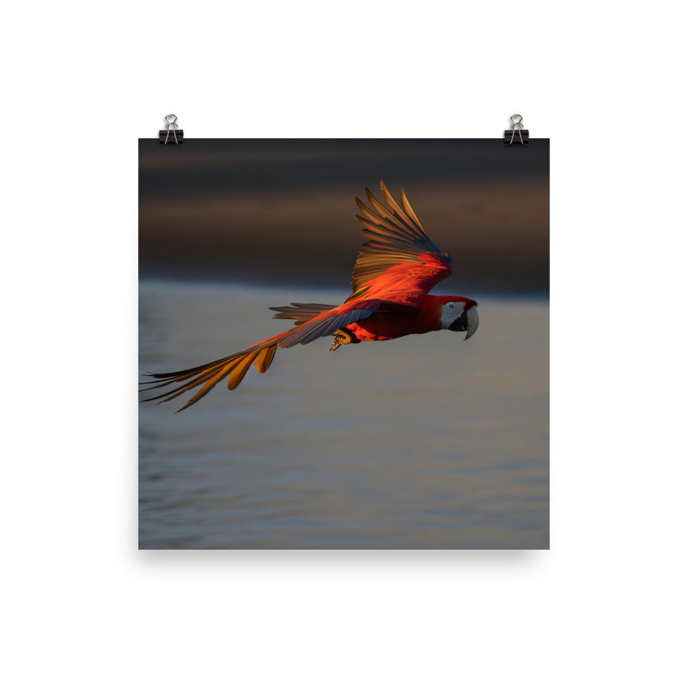 Scarlet Macaw flying over a beach at sunset Photo paper poster - PosterfyAI.com
