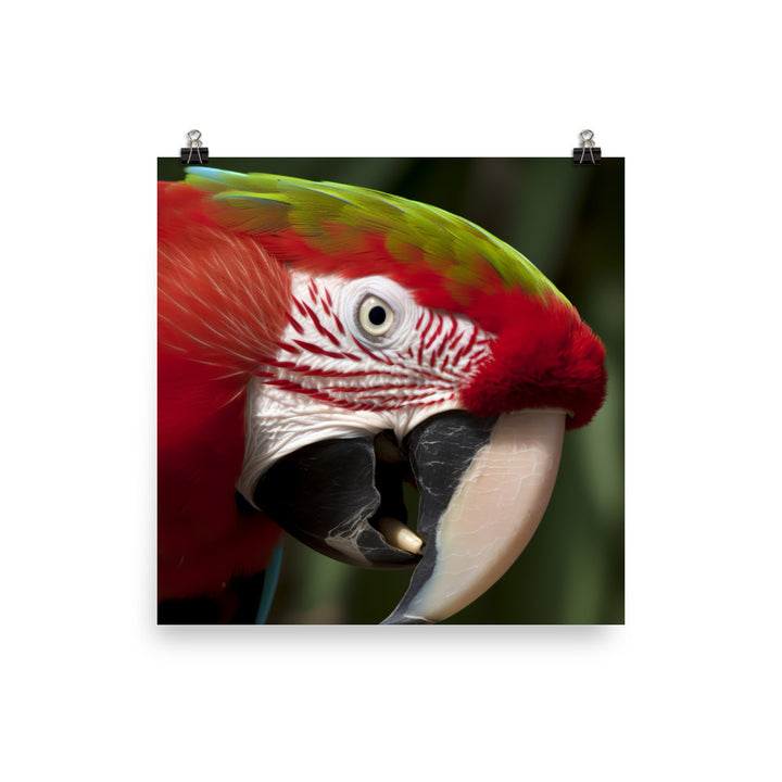 Green winged Macaw eating a nut Photo paper poster - PosterfyAI.com