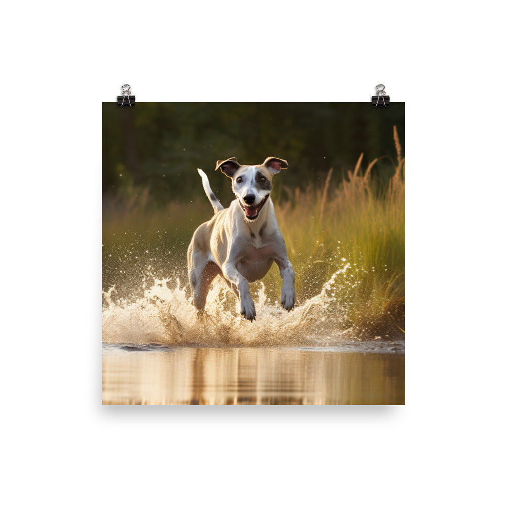 Whippet in-Action Photo paper poster - PosterfyAI.com