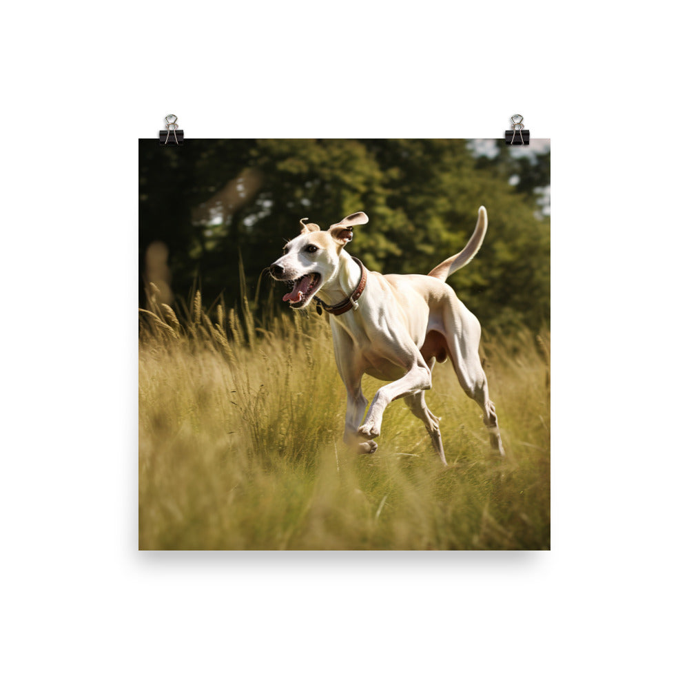 Whippet in-Action Photo paper poster - PosterfyAI.com