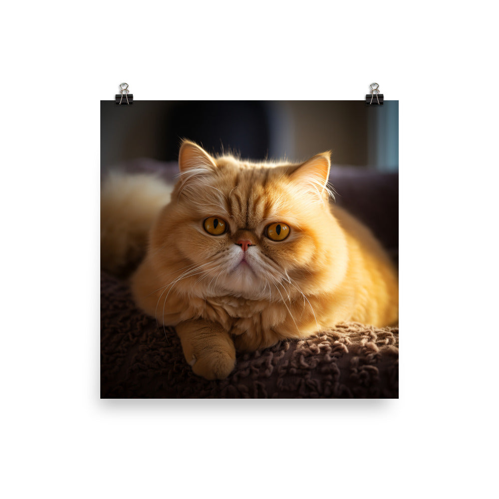Exotic Shorthair Cat Photo paper poster - PosterfyAI.com