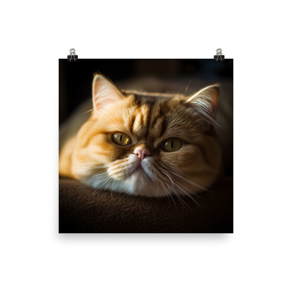 Exotic Shorthair Cat Photo paper poster - PosterfyAI.com