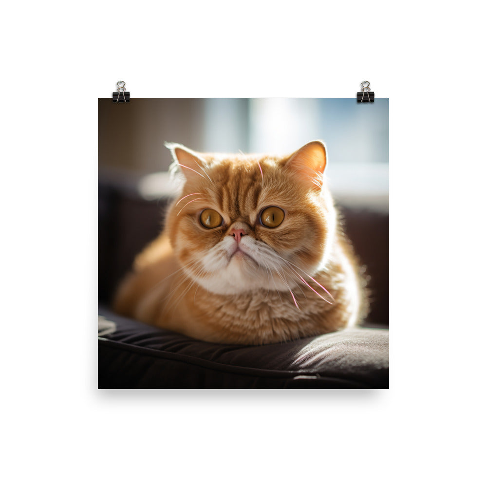 Exotic Shorthair Cat Photo paper poster - PosterfyAI.com