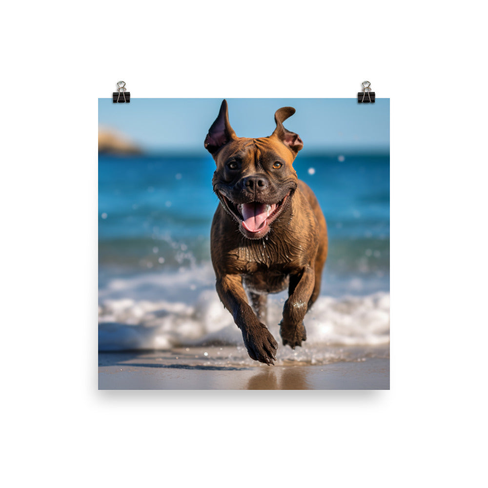 Playful American Staffordshire Terrier photo paper poster - Posterfy.AI
