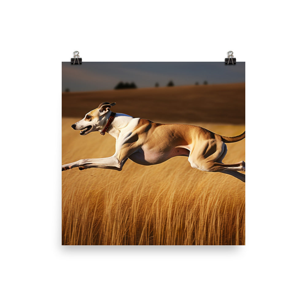 Whippet in Full Stride photo paper poster - Posterfy.AI