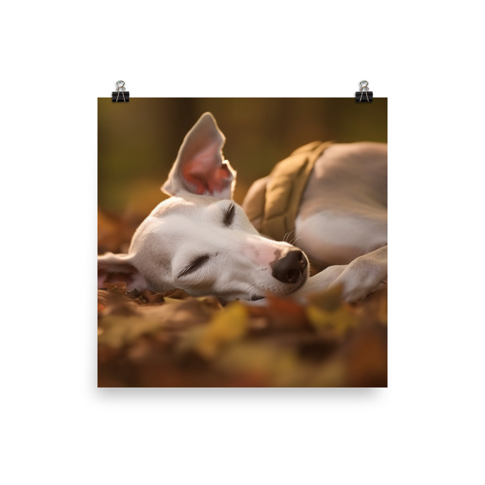 Whippet Beauty Sleep Photo paper poster - PosterfyAI.com