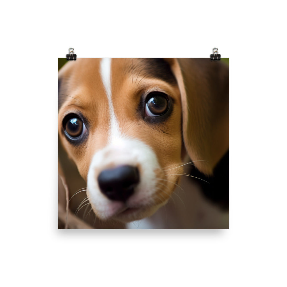 The curious eyes of a Beagle pup Photo paper poster - PosterfyAI.com