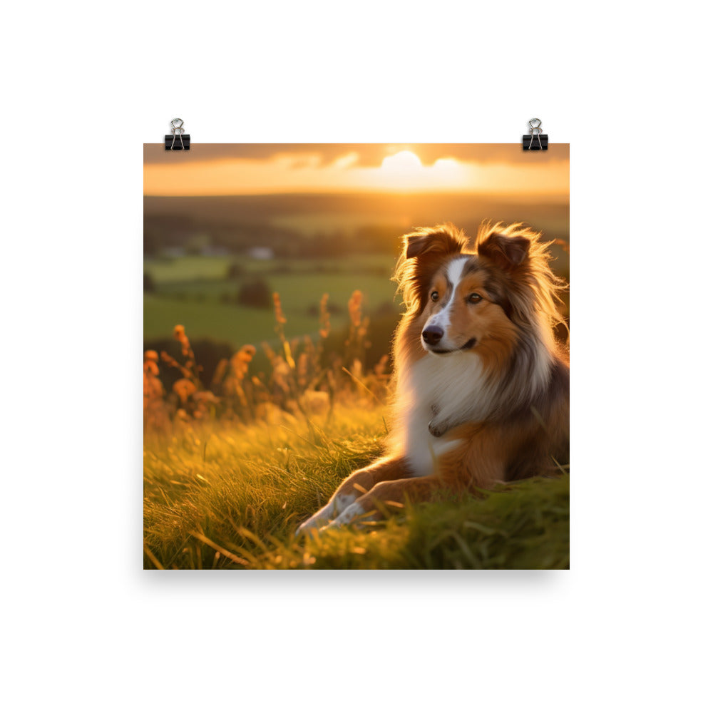 Shetland Sheepdog Watching the Sunset Photo paper poster - PosterfyAI.com
