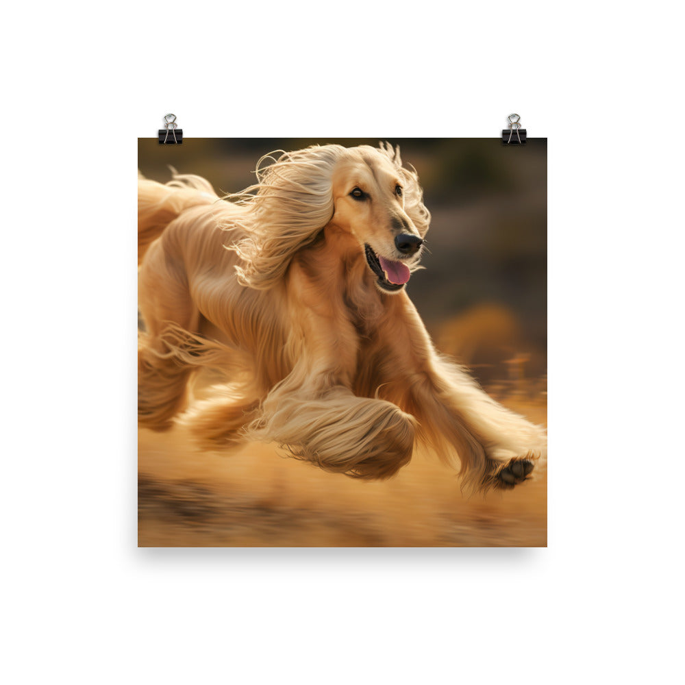 Graceful Afghan Hound in motion photo paper poster - Posterfy.AI