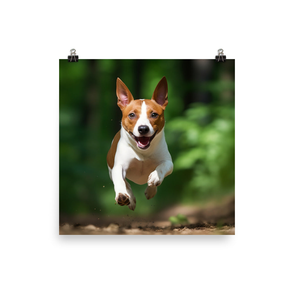 Running Basenji Photo paper poster - PosterfyAI.com