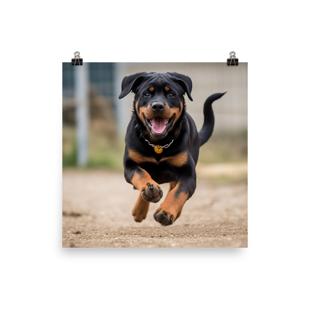 Rottweilers playful side in action Photo paper poster - PosterfyAI.com
