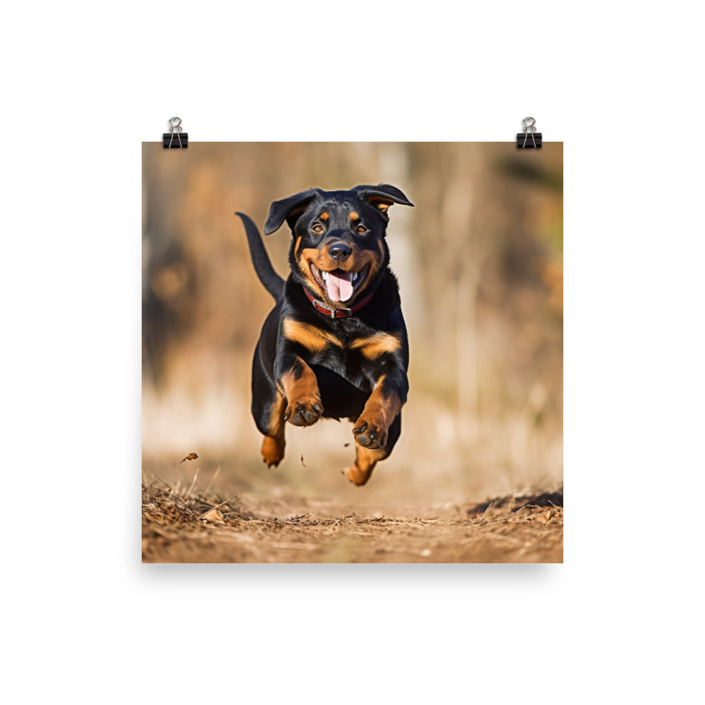 Rottweilers playful side in action Photo paper poster - PosterfyAI.com
