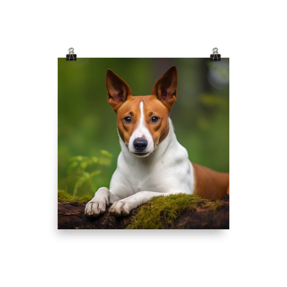 Relaxing Basenji Photo paper poster - PosterfyAI.com