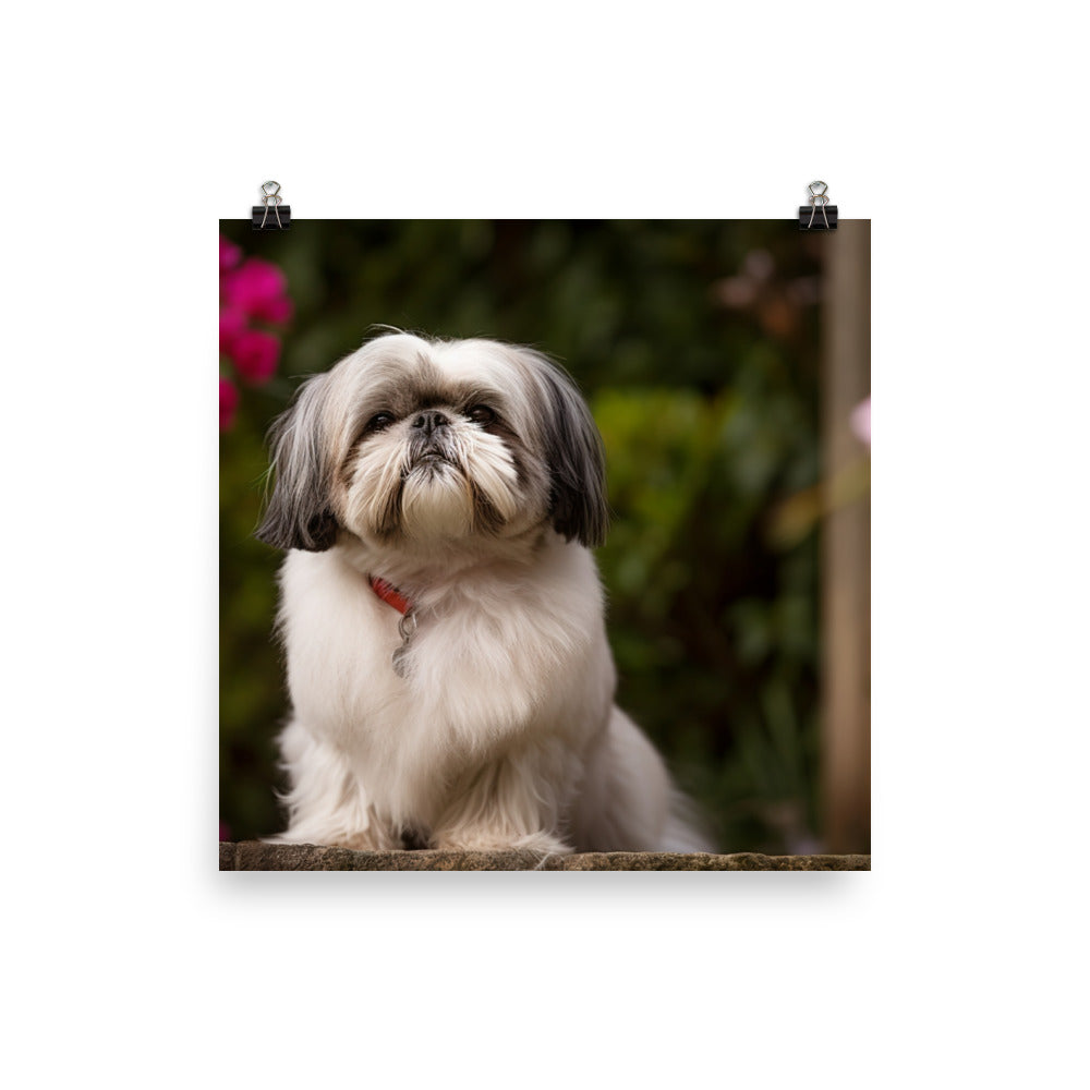 Regal Shih Tzu Posing in the Garden Photo paper poster - PosterfyAI.com