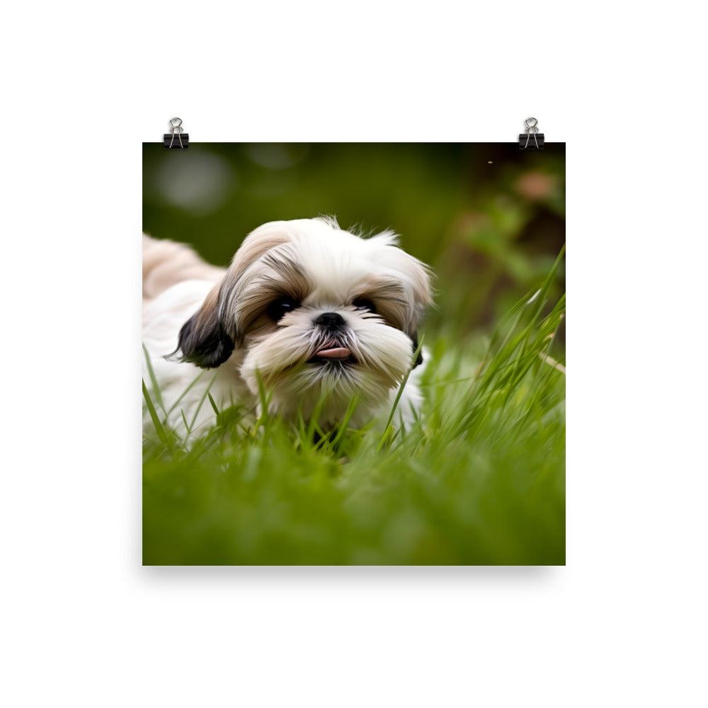 Playful Shih Tzu Enjoying the Outdoors Photo paper poster - PosterfyAI.com