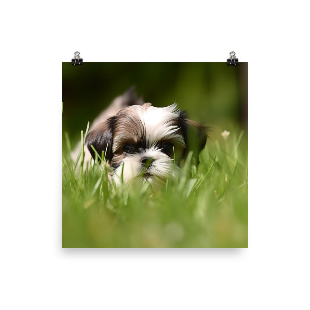 Playful Shih Tzu Enjoying the Outdoors Photo paper poster - PosterfyAI.com
