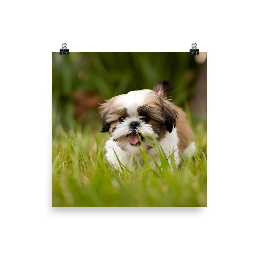 Playful Shih Tzu Enjoying the Outdoors Photo paper poster - PosterfyAI.com