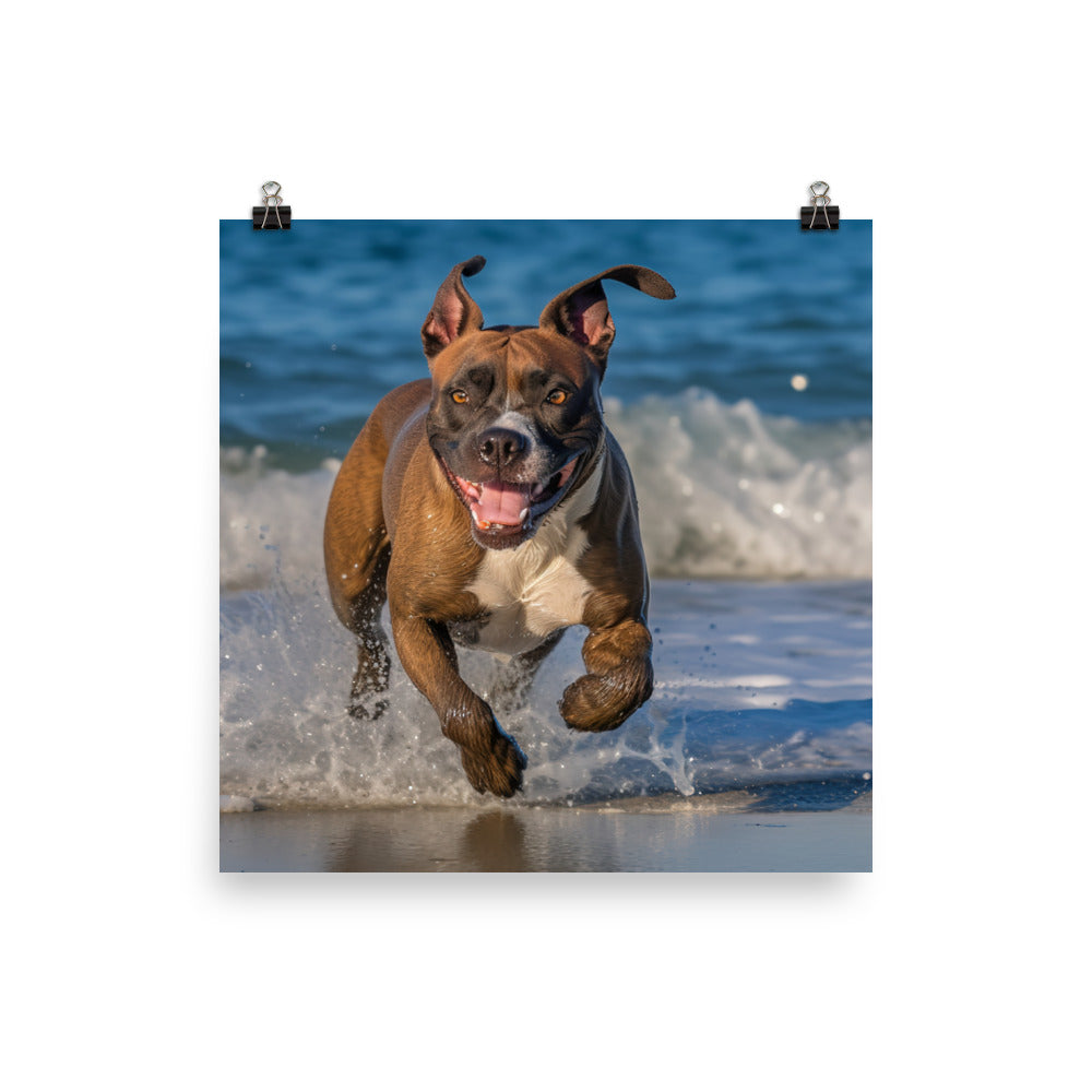 Playful American Staffordshire Terrier Photo paper poster - PosterfyAI.com