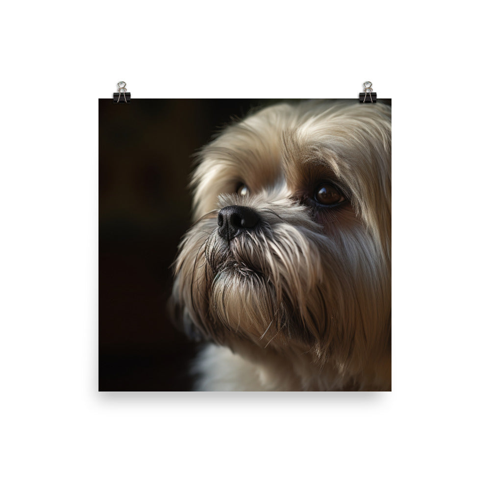 Lhasa Apso Gaze Photo paper poster - PosterfyAI.com