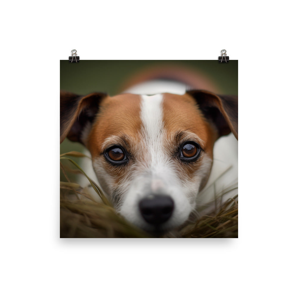 Jack Russell Terriers Inquisitive Stare Photo paper poster - PosterfyAI.com
