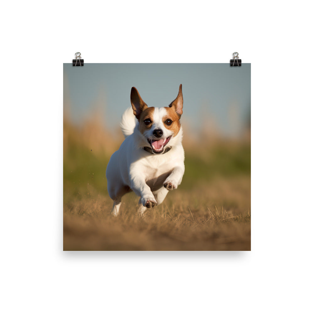 Jack Russell Terriers Comical Expression Photo paper poster - PosterfyAI.com