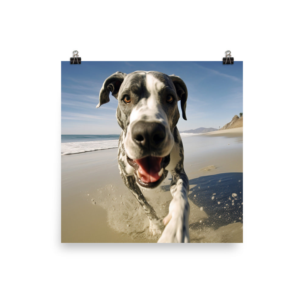 Great Dane at Play Photo paper poster - PosterfyAI.com