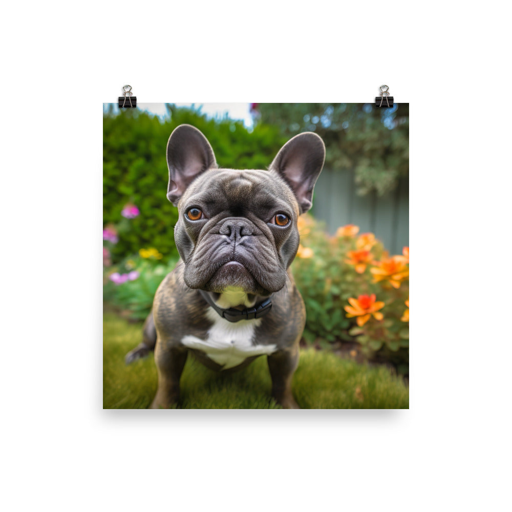 Frenchie in the garden Photo paper poster - PosterfyAI.com