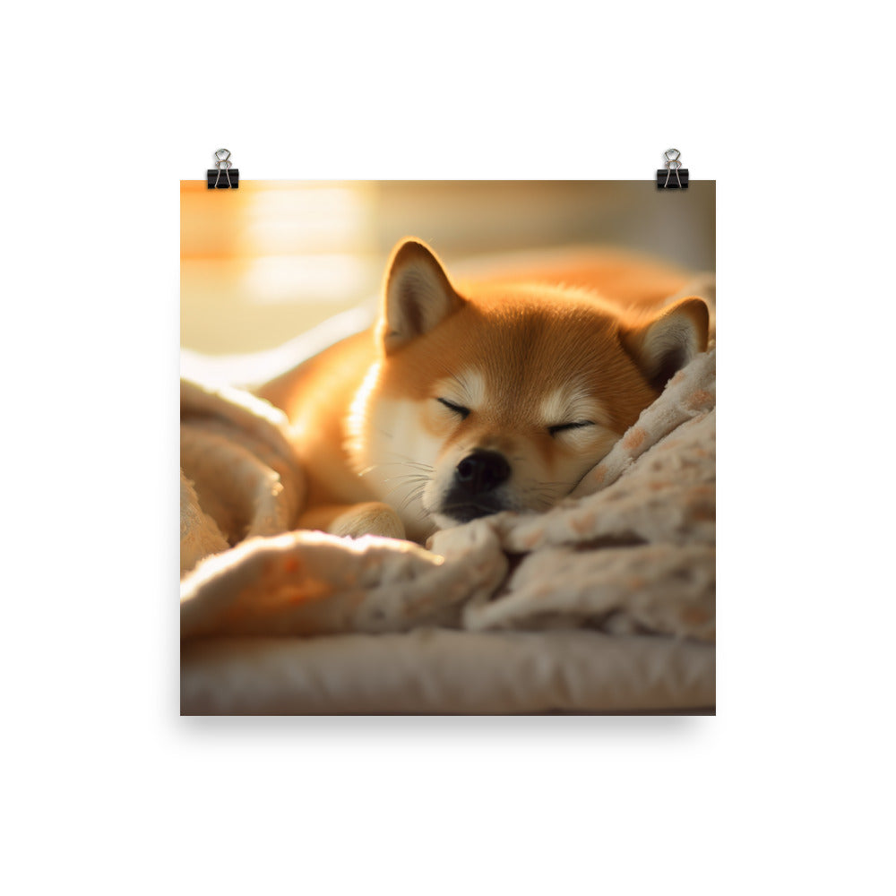 Cuddly Shiba Inu Resting Photo paper poster - PosterfyAI.com