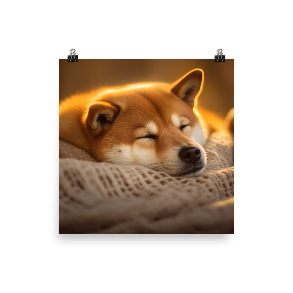 Cuddly Shiba Inu Resting Photo paper poster - PosterfyAI.com