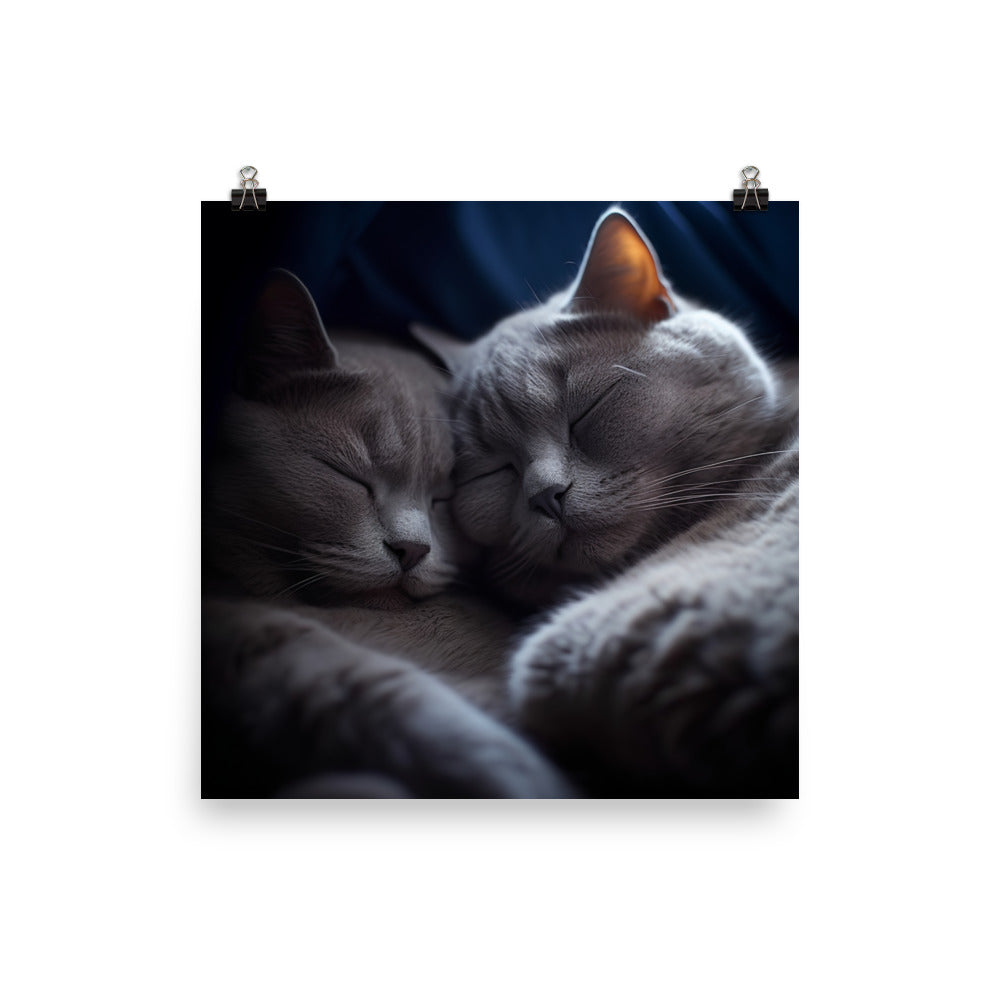 British Shorthair Cat Photo paper poster - PosterfyAI.com
